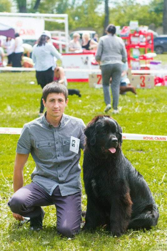 Фото: ньюфаундленд Питерньюф Авантюра (Piternyuf Aventure)