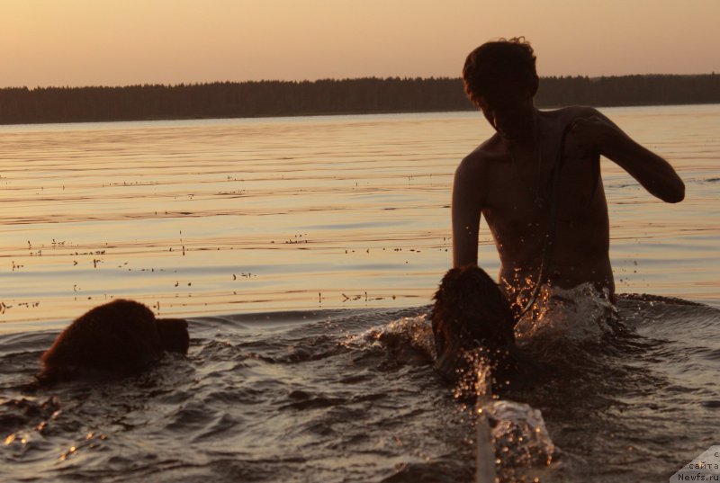 Фото: ньюфаундленд Наоми Таголири фор Браунблад (Naomi Tagoliri for Brouwnblood), ньюфаундленд Сверкающая Гора Машаме (Sverkayuzhaya Gora Mashame)