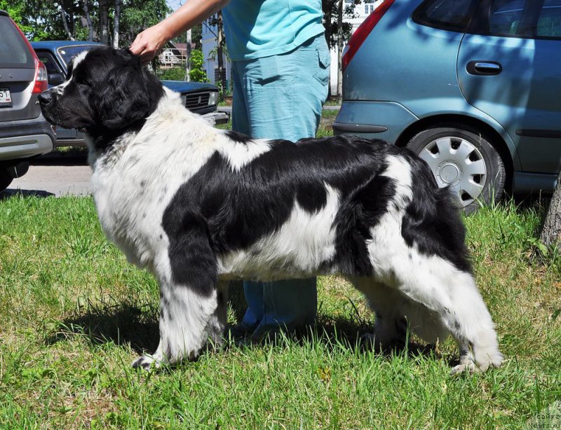 Фотография № 185532