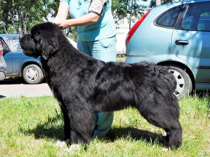 Фотография № 185534