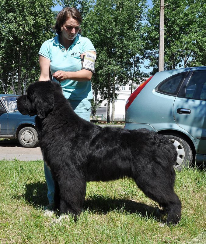 Фото: ньюфаундленд Питерньюф Омниа Винсет Амор (Piternyuf Omnia Vincet Amor)