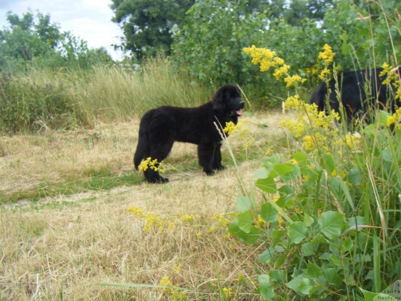 Фото: ньюфаундленд Funny Black Girl Super Mishka