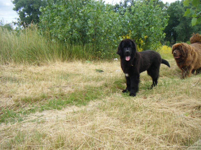 Фото: ньюфаундленд Funny Black Girl Super Mishka