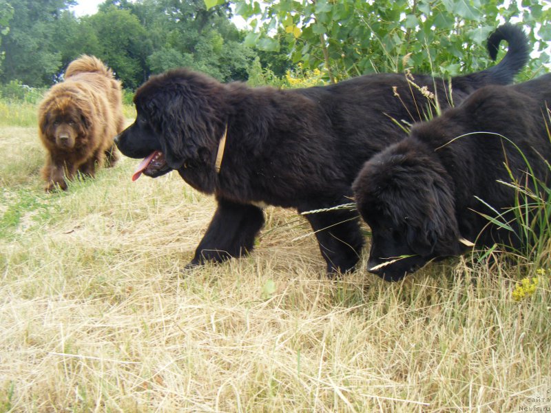 Фото: ньюфаундленд Октябрина с Берега Дона (Oktjabrina s Berega Dona), ньюфаундленд Fiona Style Super Mishka, ньюфаундленд Funny Black Girl Super Mishka