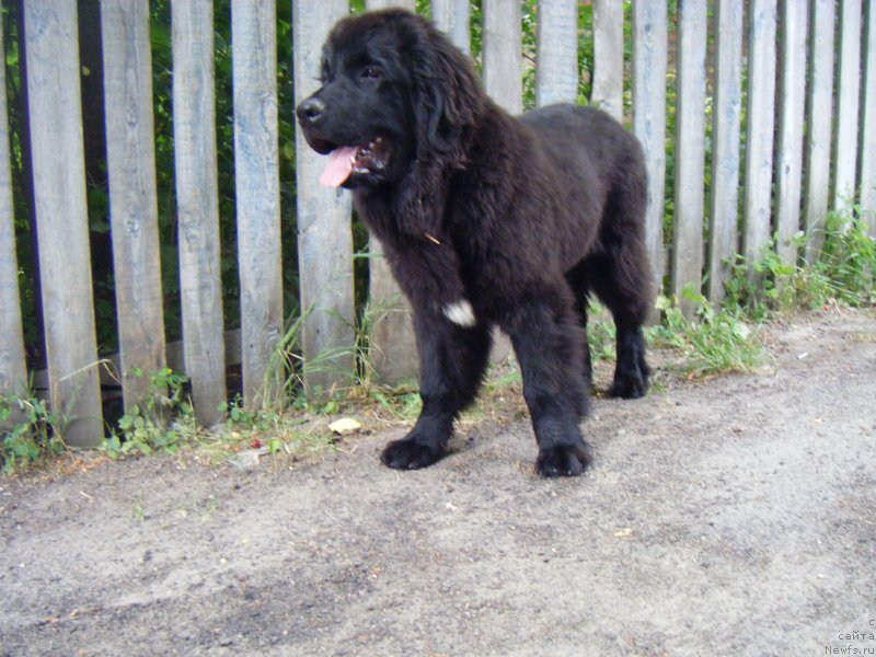 Фото: ньюфаундленд Funny Black Girl Super Mishka