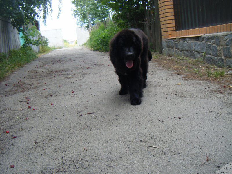 Фото: ньюфаундленд Funny Black Girl Super Mishka