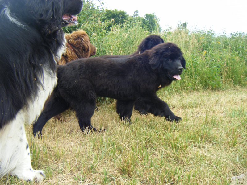 Фото: ньюфаундленд Fiona Style Super Mishka