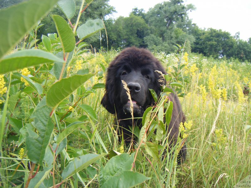 Фото: ньюфаундленд Fiona Style Super Mishka