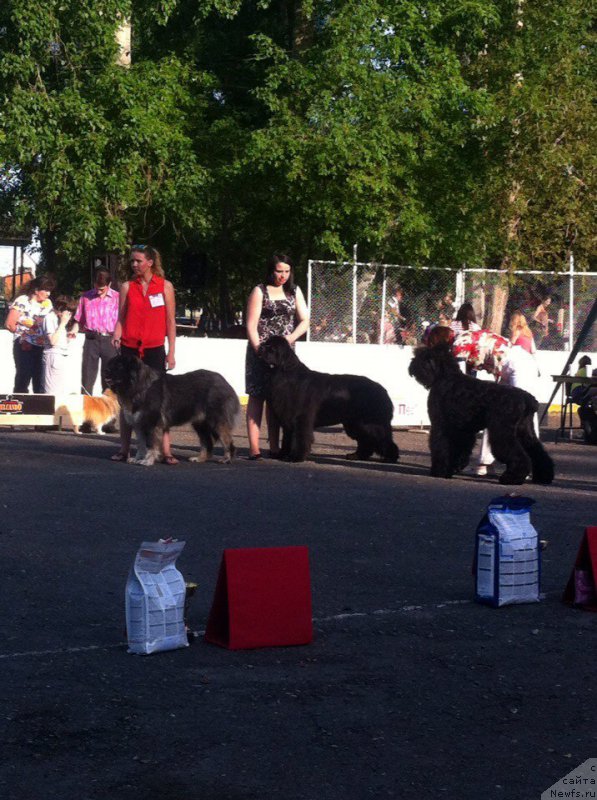 Фото: ньюфаундленд Вин Дизель для Ньюфорт