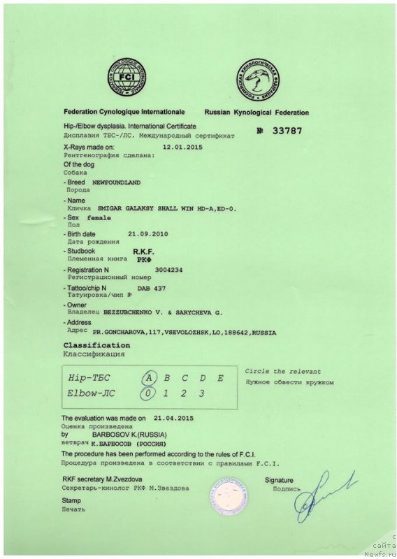 Фото: ньюфаундленд Смигар Галакси Шелл Вин (Smigar Galaxsy Shall Win)