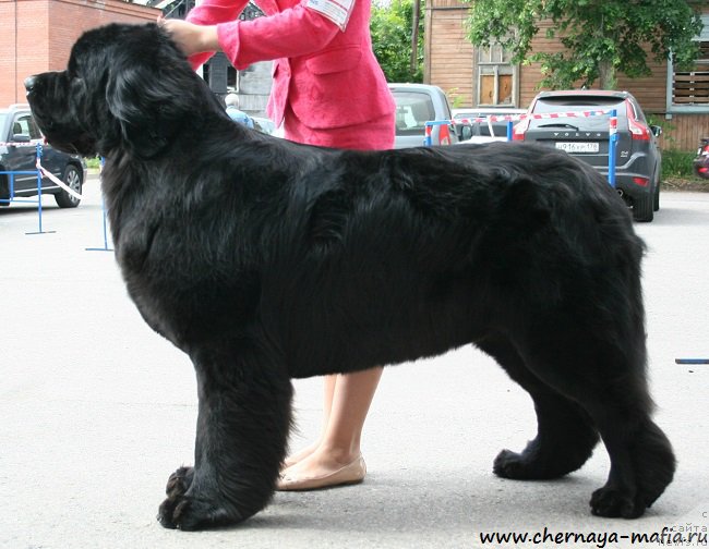 Фотография № 185555