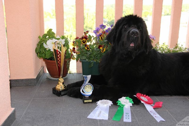 Фото: ньюфаундленд Смигар Легенда Весны (Smigar Legenda Vesny)