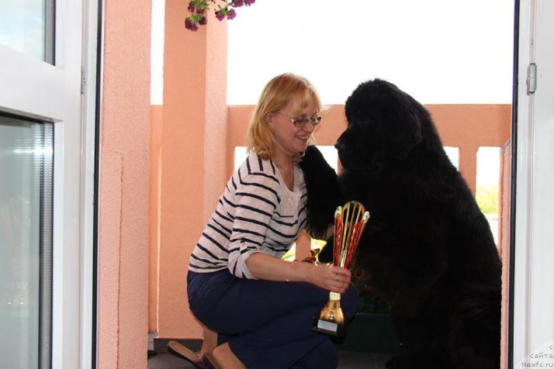 Фото: ньюфаундленд Смигар Легенда Весны (Smigar Legenda Vesny)