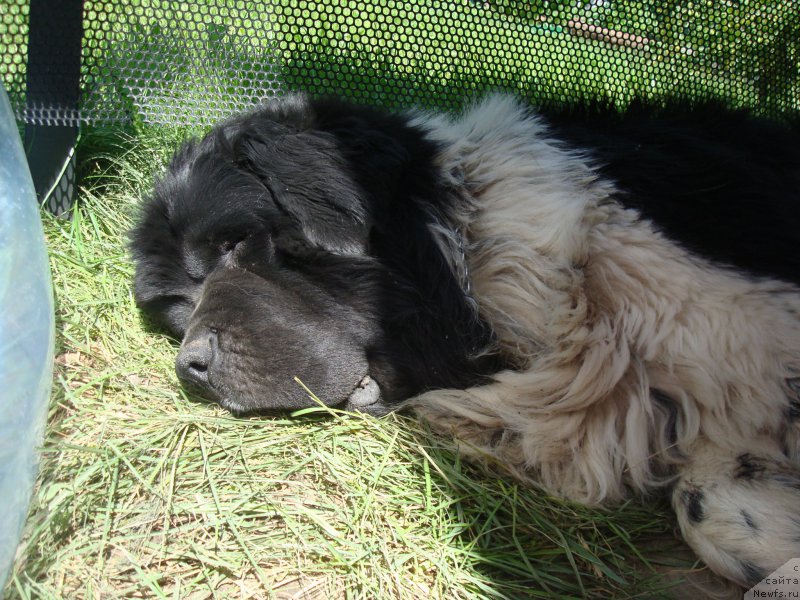 Фотография № 185565