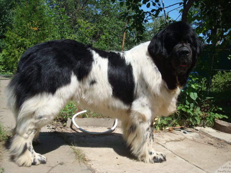 Фотография № 185566