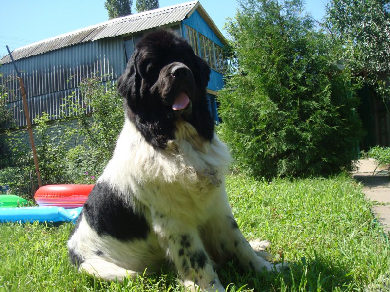 Фотография № 185568