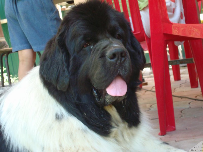 Фотография № 185569