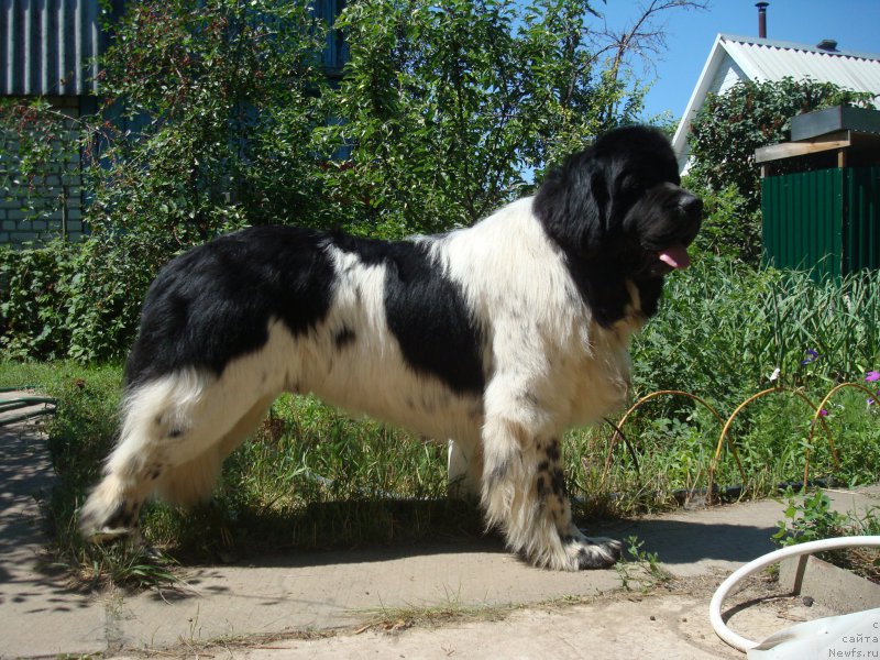 Фотография № 185570