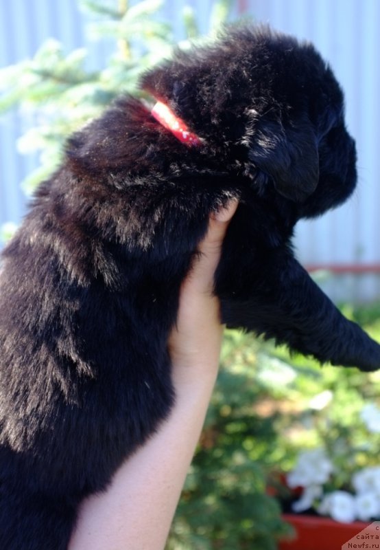 Фото: ньюфаундленд Супер Премиум Инвисибл (Super Premium Invisible), ньюфаундленд Южный Шарм из Медвежьего Яра (Yuzhny Sharm iz Medvejyego Yara), питомник Супер Премиум, литера 