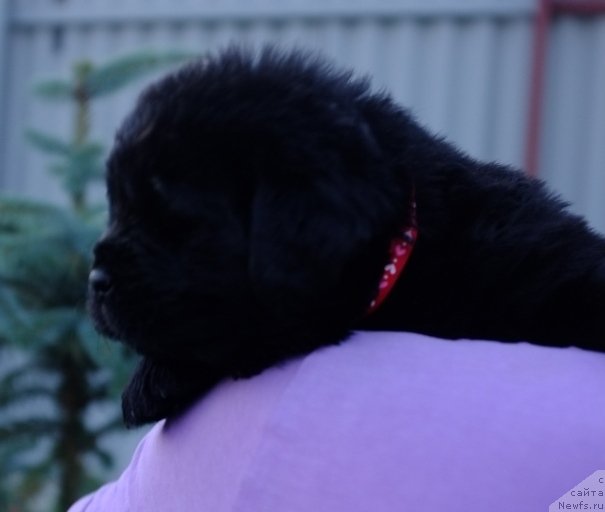 Фото: ньюфаундленд Супер Премиум Инвисибл (Super Premium Invisible), ньюфаундленд Южный Шарм из Медвежьего Яра (Yuzhny Sharm iz Medvejyego Yara), питомник Супер Премиум, литера 