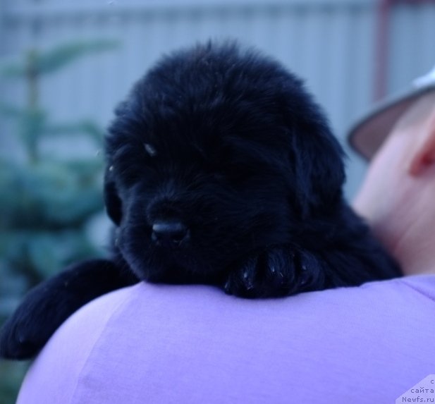 Фото: ньюфаундленд Супер Премиум Инвисибл (Super Premium Invisible), ньюфаундленд Южный Шарм из Медвежьего Яра (Yuzhny Sharm iz Medvejyego Yara), питомник Супер Премиум, литера 