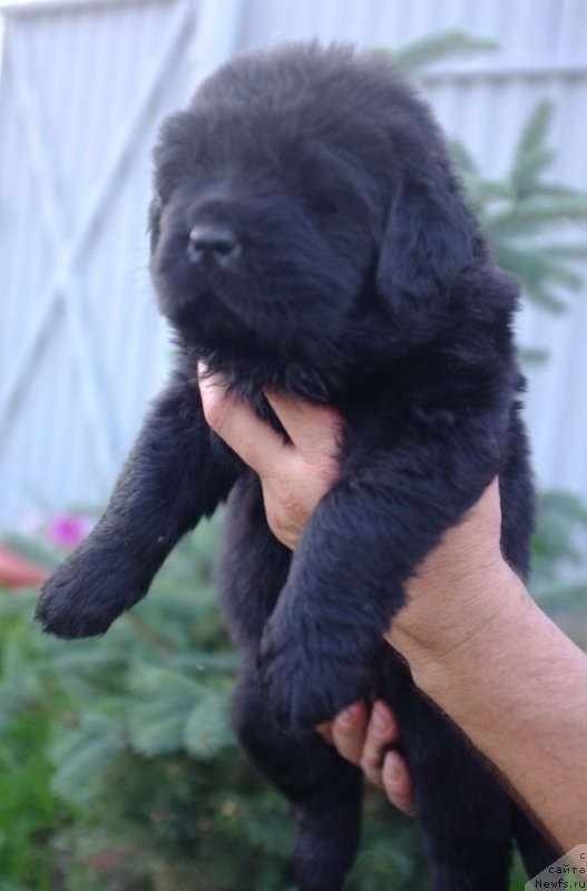 Фото: ньюфаундленд Супер Премиум Инвисибл (Super Premium Invisible), ньюфаундленд Южный Шарм из Медвежьего Яра (Yuzhny Sharm iz Medvejyego Yara), питомник Супер Премиум, литера 