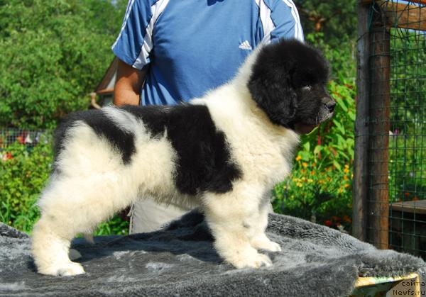 Фото: ньюфаундленд Пчёлкин Дом Белый Орёл (Pchiolkin Dom Bely Oriol)