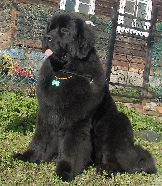 Фотография № 185594