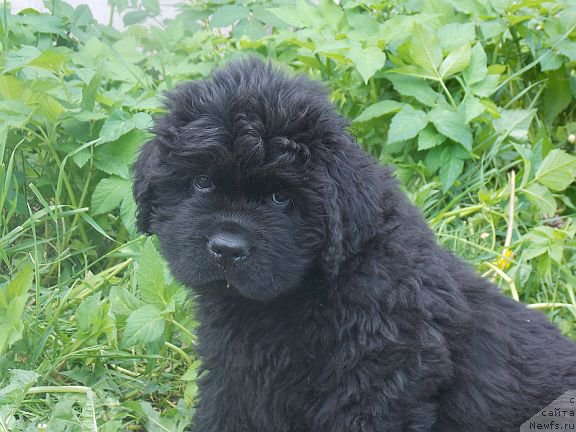 Фотография № 185595