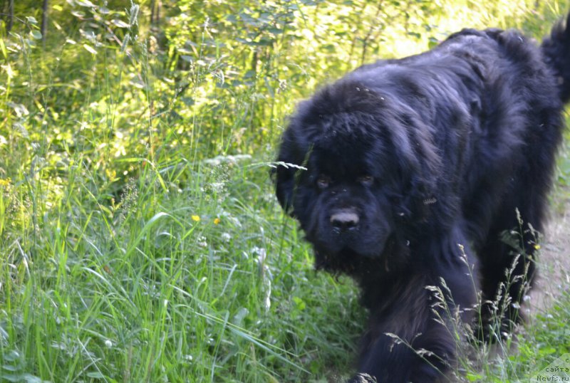 Фото: ньюфаундленд Их Высочество Гламур Доджи