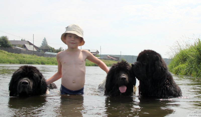 Фото: ньюфаундленд Супер Бизон Арго (Super Bizon Argo), ньюфаундленд Плюшевая Панда Ла Белла, ньюфаундленд Аквиан Сонг Ларс Бергер (Akvian Song Lars Berger)