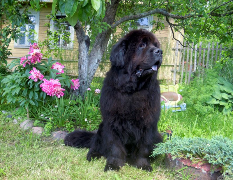 Фотография № 185619