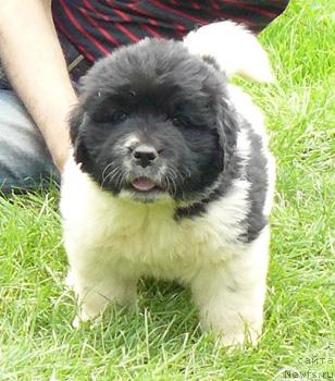 Фото: ньюфаундленд Пчёлкин Дом Белый Орёл (Pchiolkin Dom Bely Oriol)