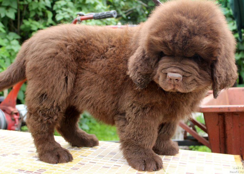 Фотография № 185632