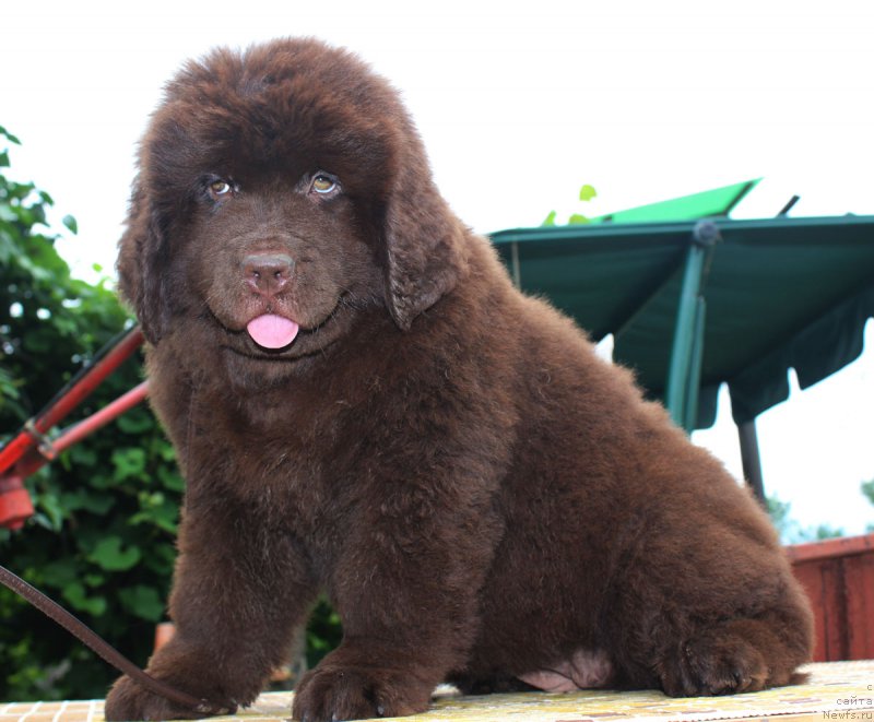 Фотография № 185640