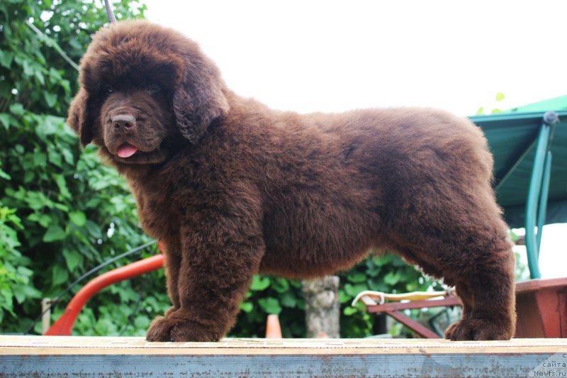 Фотография № 185642