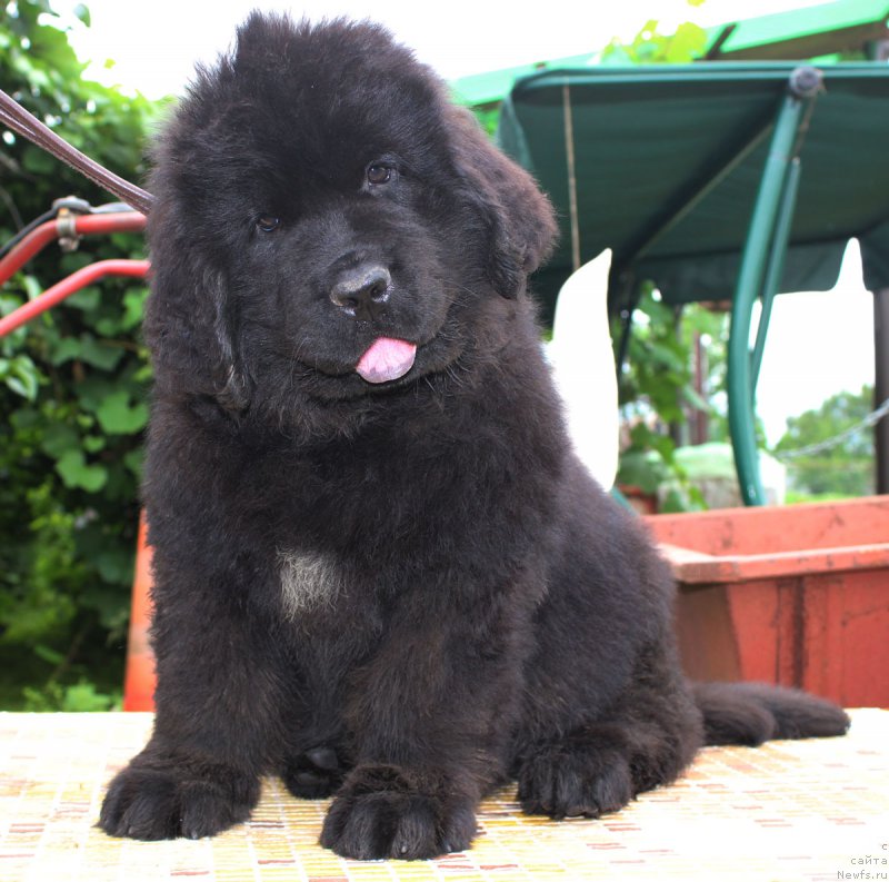 Фотография № 185649