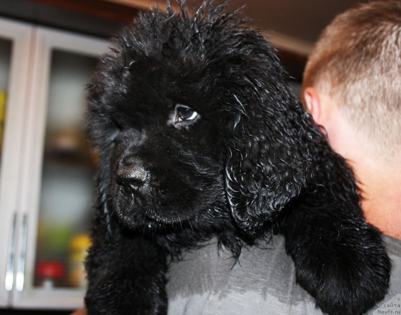 Фотография № 185652