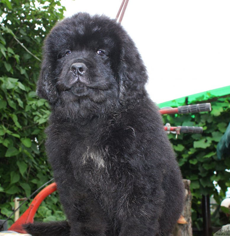 Фотография № 185655