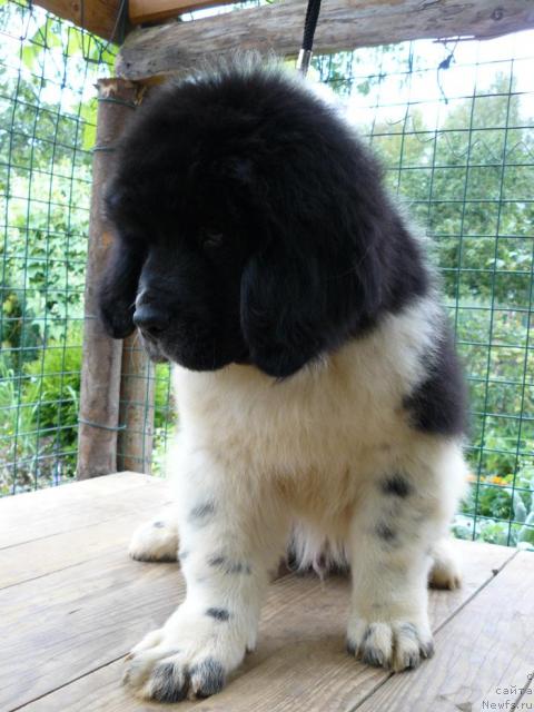 Фото: ньюфаундленд Пчёлкин Дом Белый Орёл (Pchiolkin Dom Bely Oriol)