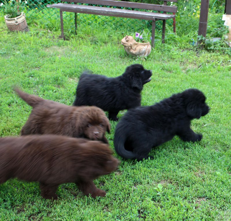 Фотография № 185666