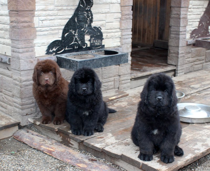 Фотография № 185669