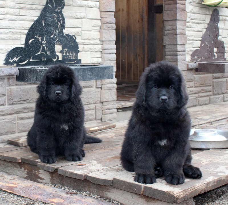 Фотография № 185670