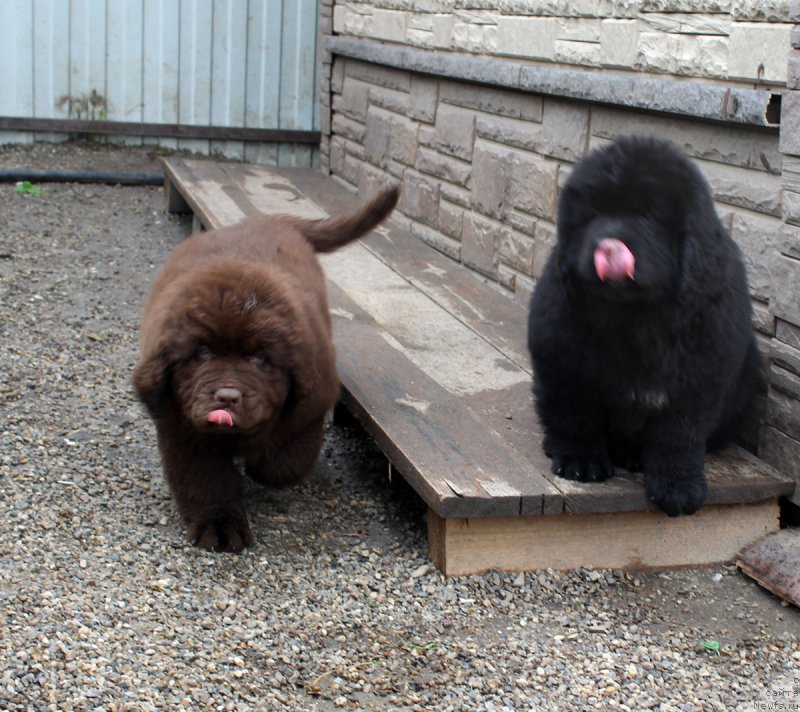 Фотография № 185672