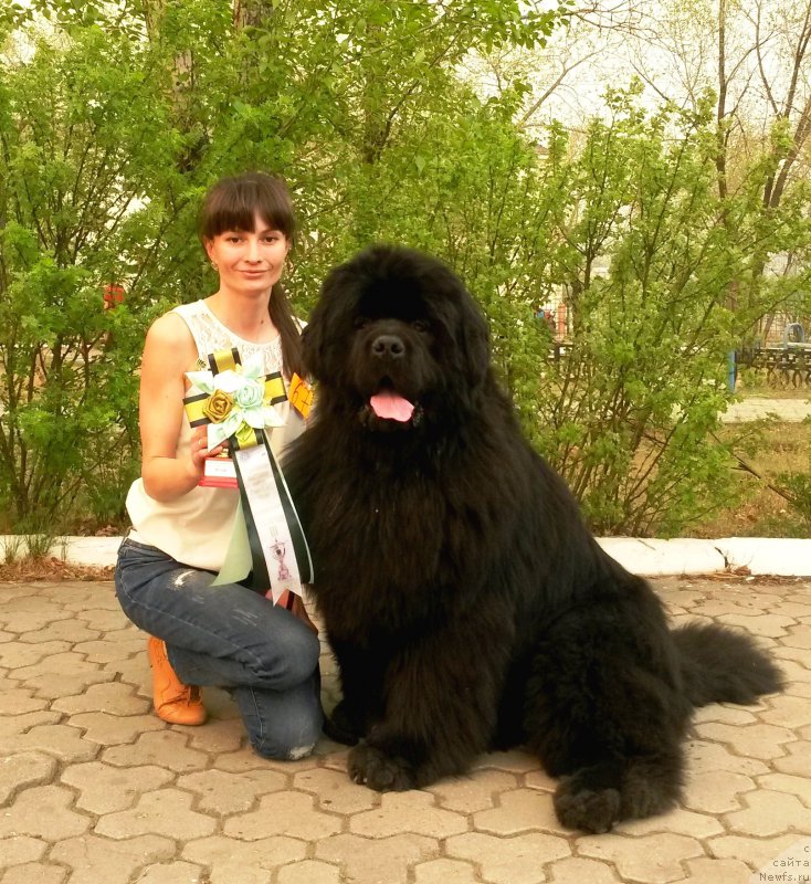 Фото: ньюфаундленд Мистер Форте Импрессионе (Mister Forte Impressione)