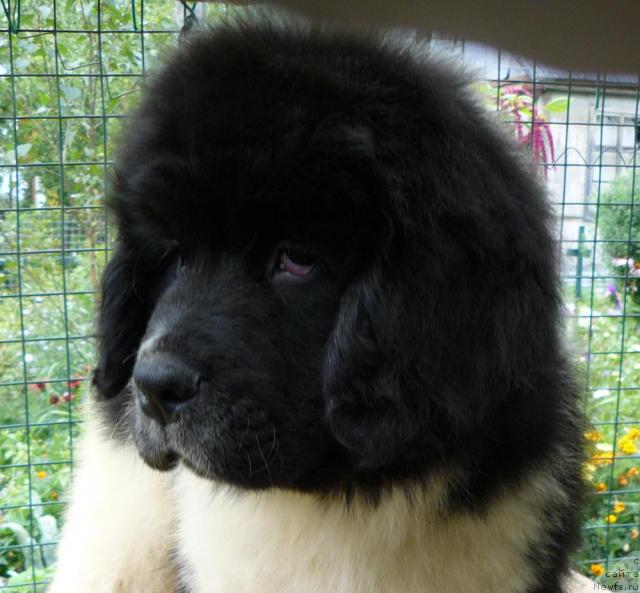 Фото: ньюфаундленд Пчёлкин Дом Белый Орёл (Pchiolkin Dom Bely Oriol)