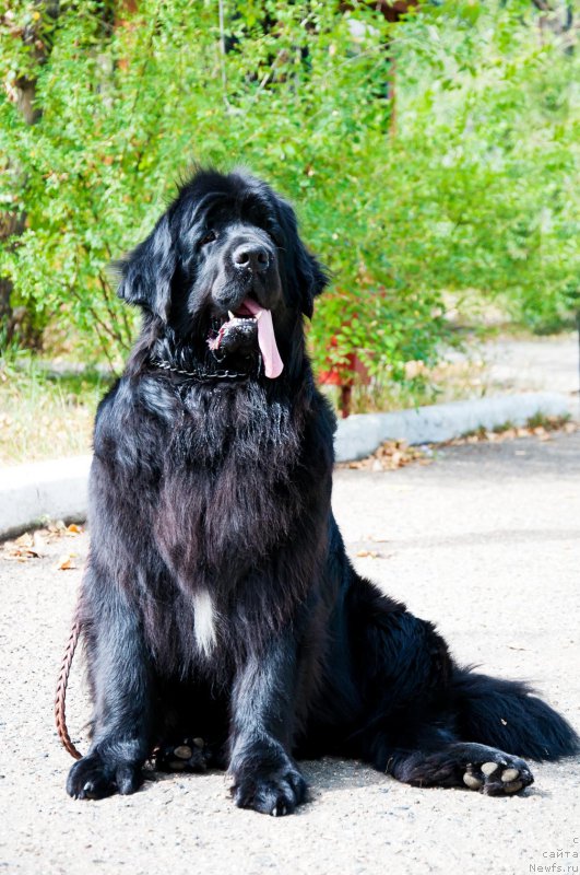Фото: ньюфаундленд Сказочная Кроха Маркиза Малика (Skazochnaya Kroxa Markiza Malika)