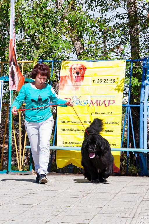 Фото: ньюфаундленд Сказочная Кроха Маркиза Малика (Skazochnaya Kroxa Markiza Malika), Наталья Рогозинская