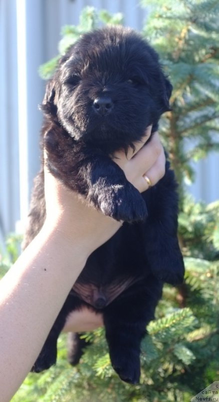 Фото: ньюфаундленд Супер Премиум Инвисибл (Super Premium Invisible), ньюфаундленд Южный Шарм из Медвежьего Яра (Yuzhny Sharm iz Medvejyego Yara), питомник 