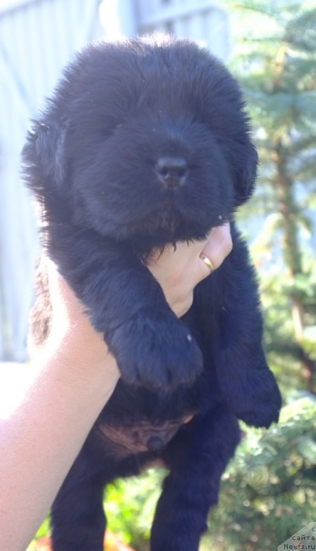 Фото: ньюфаундленд Супер Премиум Инвисибл (Super Premium Invisible), ньюфаундленд Южный Шарм из Медвежьего Яра (Yuzhny Sharm iz Medvejyego Yara), питомник 